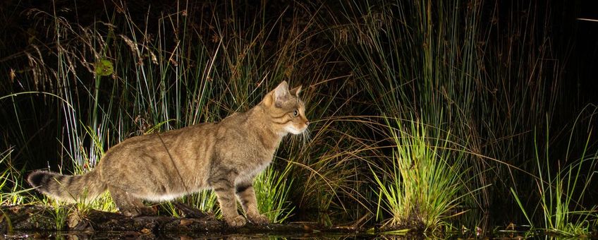 Wilde kat bij beek