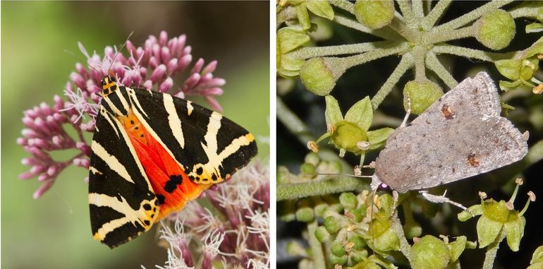 Smaken verschillen, maar een meerderheid vindt de Spaanse vlag mooier dan de kadeni-stofuil