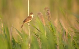 Acrocephalus scirpaceus. Kleine karekiet