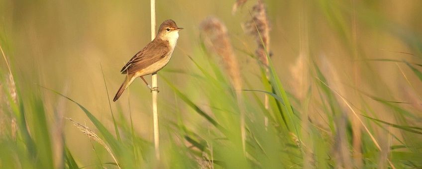 Acrocephalus scirpaceus. Kleine karekiet