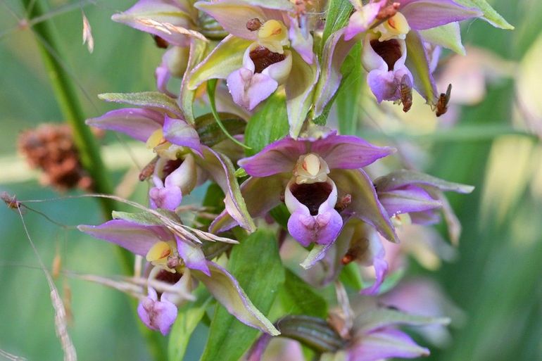 De vele bloemen van de brede wespenorchis maken het bezoekers makkelijk