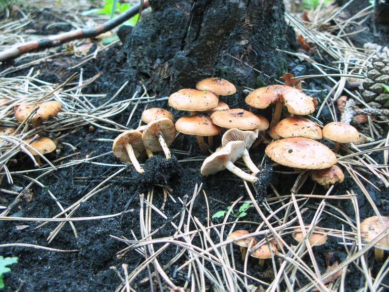 Brandplekbundelzwam (Pholiota highlandensis)