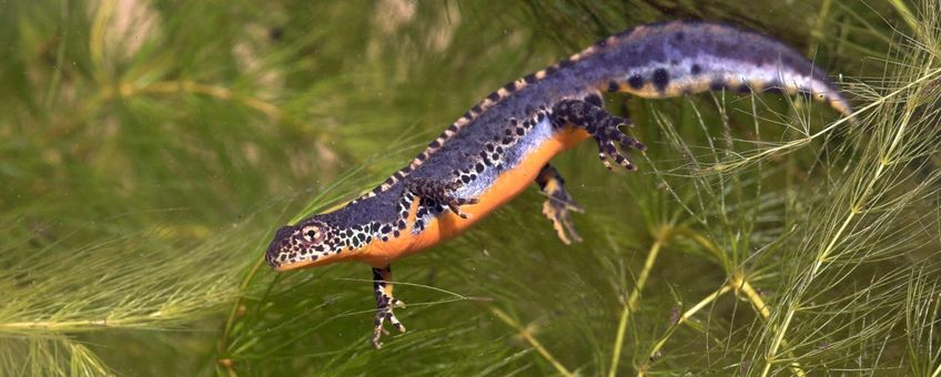 Alpenwatersalamander