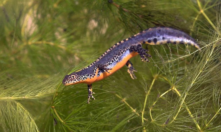 Mannetje Alpenwatersalamander