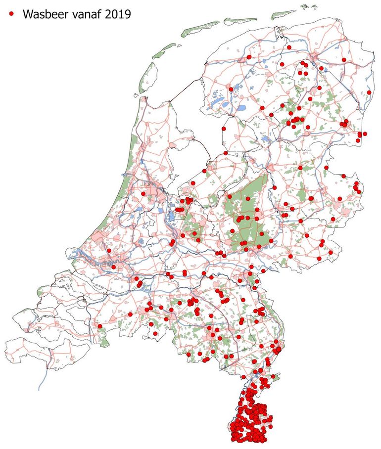 Waarnemingen van de wasbeer uit de periode 2019 tot en met 2024