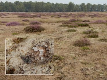 Stikstofdepositie heeft grote impact in heidegebieden en op soorten als de heivlinder