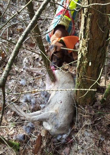 Hond bij dodelijk slachtoffer (ree)