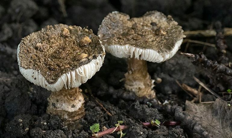 Zwarte amaniet van Polderpark Cronestein te Leiden