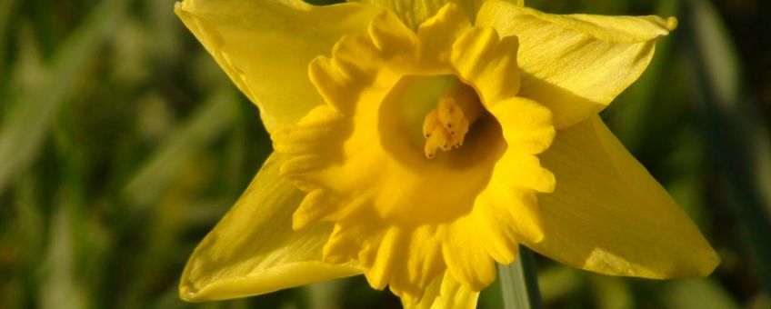 Trompetnarcis in bloei op 8 januari 2016