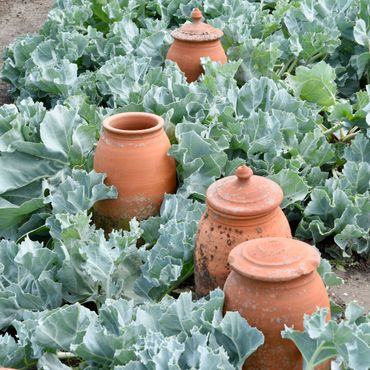 Terracotta cloches, bleekpotten