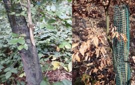 Bosgroepen Wildbescherming jonge bomen - bijgesneden