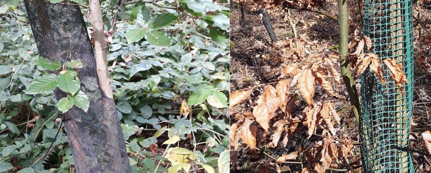 Wildbescherming jonge bomen - bijgesneden