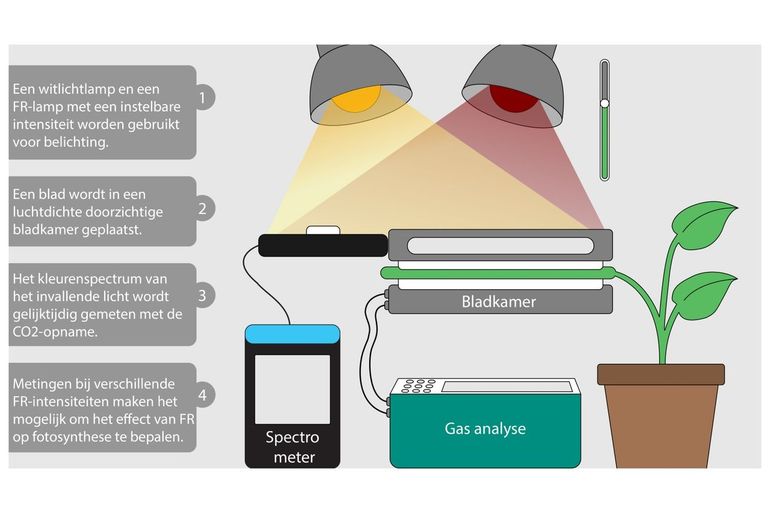 Experimental setup to measure the spectral effects of shaded light on photosynthesis.