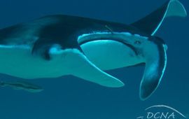 Rudy van Geldere Manta ray