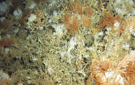 Video still of a cold-water coral reefs taken
