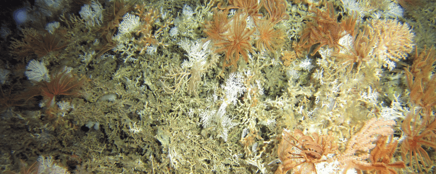 Video still of a cold-water coral reefs taken