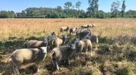 Schapen van Dirk Tegenbosch op landgoed Rustenburg