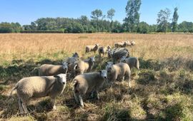 Schapen van Dirk Tegenbosch op landgoed Rustenburg