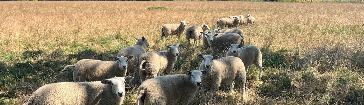 Schapen van Dirk Tegenbosch op landgoed Rustenburg
