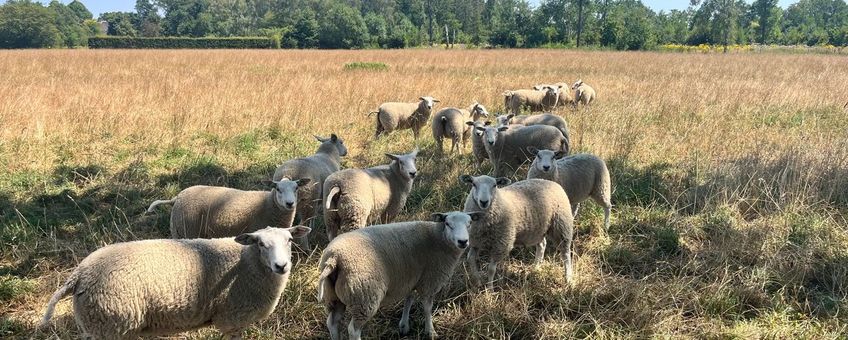 Schapen van Dirk Tegenbosch op landgoed Rustenburg