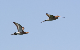Jouke Altenburg Grutto's in vlucht