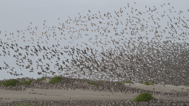 Kanoeten, rosse grutto&rsquo;s en bonte strandlopers bij het eiland Griend