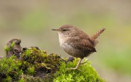 FN/Frits van Daalen Aangeleverd via de Vogelbescherming
Winterkoning