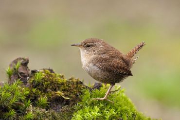 In een vogelvriendelijke tuin zullen al snel winterkoninkjes opduiken