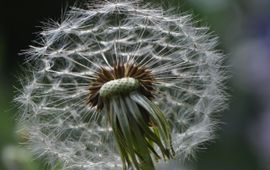 Paardenbloemenpluis