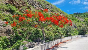 Flamboyant tree.