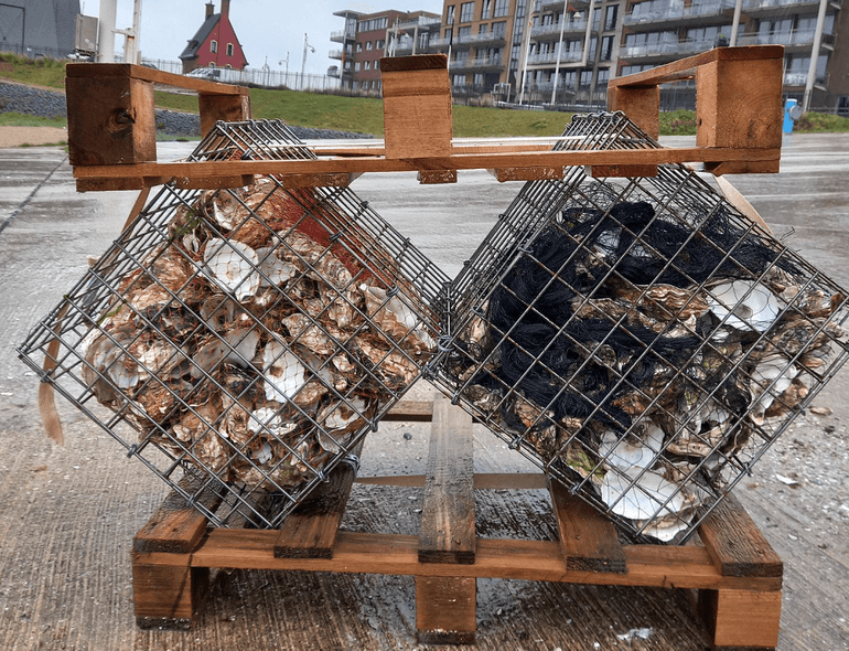 Kooien beschermen de oesters tegen stroming, zand en predatie