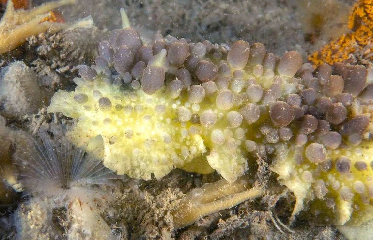 Doris verrucosa van opzij gezien, let op de grootte- en kleurverschillen in de papillen