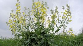 Brassica oleracea subsp. oleracea, wilde kool