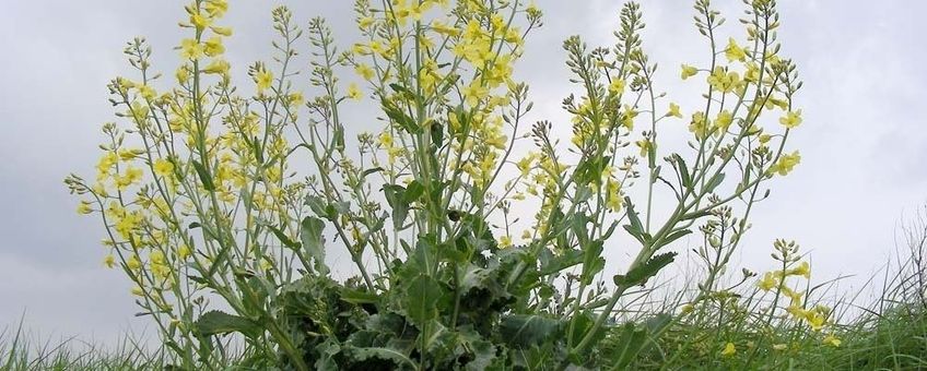 Brassica oleracea subsp. oleracea, wilde kool