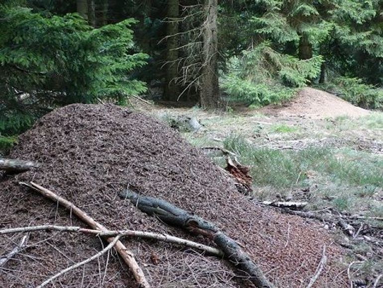 Twee grote koepelnesten van de kale rode bosmier