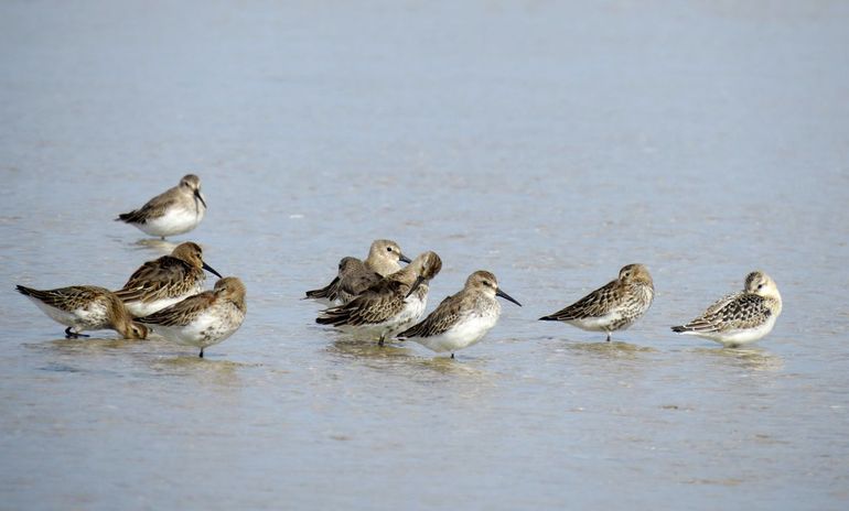 Rustende jonge bonte strandlopers en drieteenstrandloper (rechts). Jonge strandlopers zijn onder andere van volwassenen te onderscheiden door de contrasterende lichte veerrandjes op de vleugeldekveren