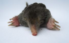 Diemer Vercayie Mol
