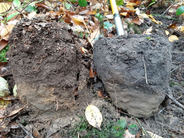 Hier is de impact van boom- en struiksoorten op de bodem goed te zien. De foto is genomen in dezelfde opstand, op korte afstand van elkaar. Op de linkerfoto de bodem onder verzurende soorten met een dikke laag onverteerd strooisel. Nutriënten kunnen hier niet makkelijk in het systeem komen. Op de rechterfoto de bodem onder rijkstrooiselsoorten met een goed verteerd strooisel, waarbij we direct de minerale bodem zien. Hier zijn bacteriën en diertjes veel beter in staat om hun werk te doen en de nutriënten in het systeem te verwerken. De bodem is duidelijk rijker en de mineralen zijn daardoor veel beter beschikbaar voor de vegetatie