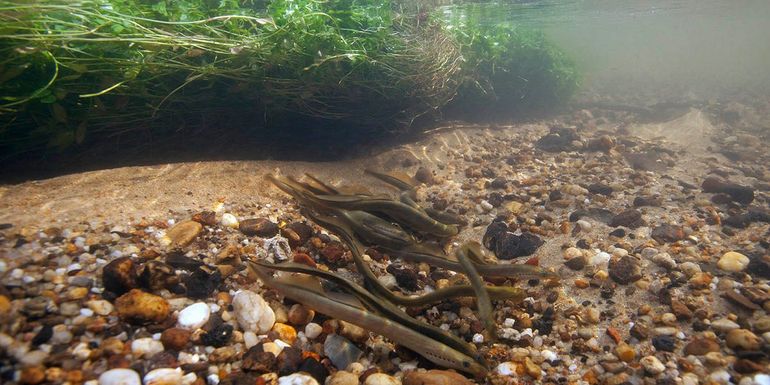 Paai van de beekprik