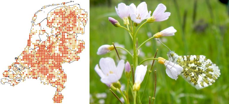 Verspreiding van het oranjetipje in 2025