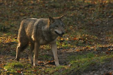Natuurberichten over wolven werden relatief veel gelezen
