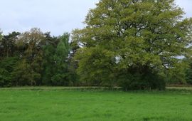 Quercus robur. Zomereik