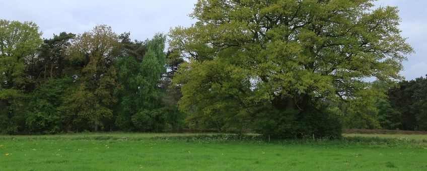 Quercus robur. Zomereik