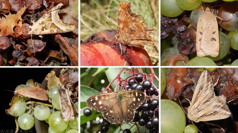 Vlinders op rot fruit, v.l.n.r. boven: agaatvlinder, gehakkelde aurelia & volgeling, onder: huismoeders, bont zandoogje en witte-l-uil