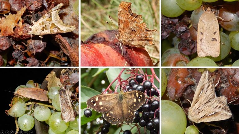 Vlinders op rot fruit, v.l.n.r. boven: agaatvlinder, gehakkelde aurelia & volgeling, onder: huismoeders, bont zandoogje en witte-l-uil