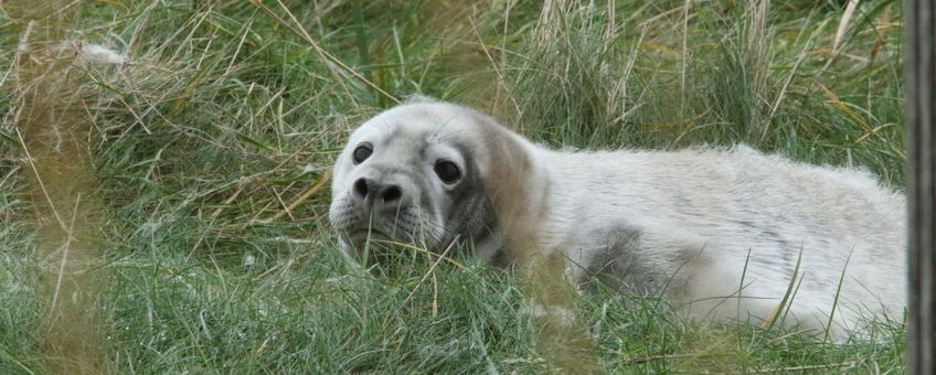 Een jonge pup verliest zijn babyvacht