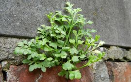 Rutger Barendse, Saxifraga muurvaren