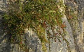Cotoneaster divariacatus op merchelgroeve richels