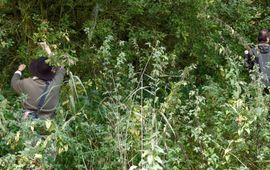 zoeken rupsen grote weerschijnvlinder