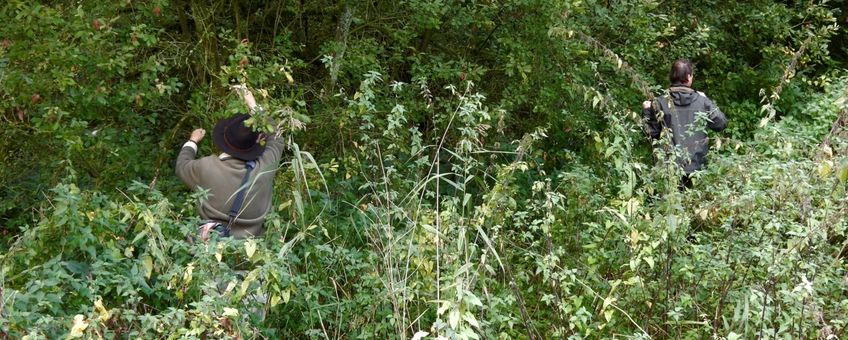 zoeken rupsen grote weerschijnvlinder